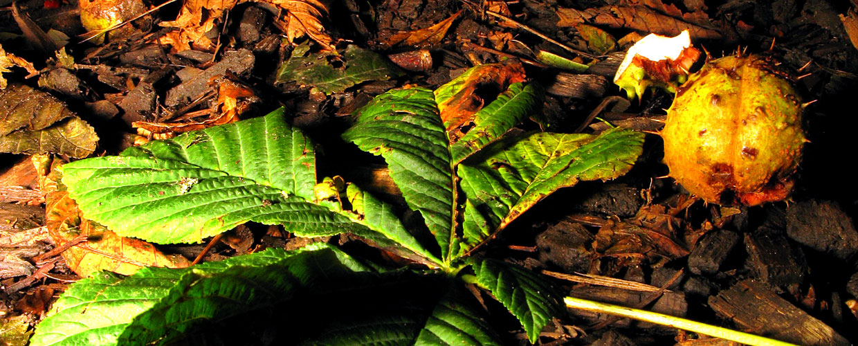 A leaf and a conker