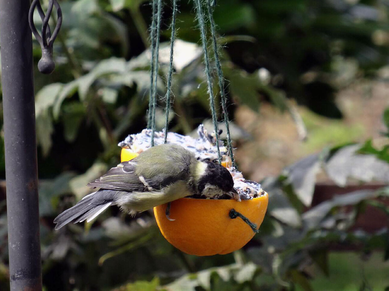 A bird eating bird cake (environmental activity)